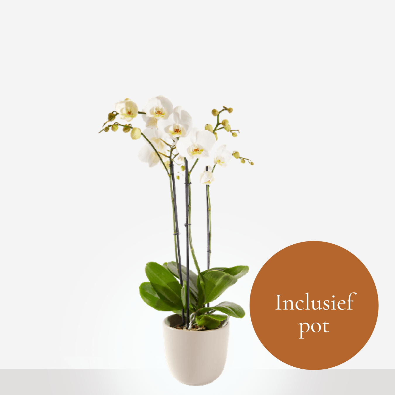 Bert-van-der-Meij-planten-orchidee-wit-Katwijk